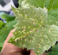 毎年今頃の時期になると ブドウ デラウエア の葉が虫に食われて Yahoo 知恵袋