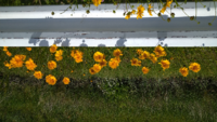 ライア エレガンス という花の花言葉分かる方いましたら教えて頂きたい Yahoo 知恵袋