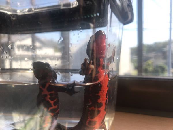 アカハライモリの指が変です これは水カビ病で合っていますか 金魚用の薬で Yahoo 知恵袋