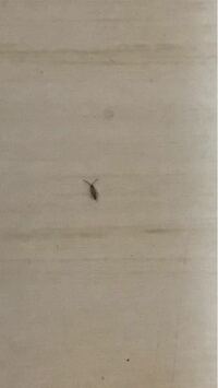 アパートの一階に住んでいます ベランダに1mmくらいの小さい虫がたくさ Yahoo 知恵袋