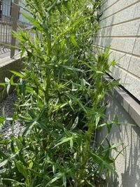 庭に気が付いたらこのような巨大な雑草が生えてきてしまいました 茎に鋭くて大きなト 教えて 住まいの先生 Yahoo 不動産