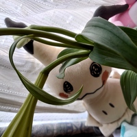 白百合も花瓶に生けたのですが 葉っぱはこんなふうにクルクルになるものなん Yahoo 知恵袋