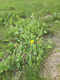 芝生に生えた雑草の名前を教えてください 画像のように黄色い花が Yahoo 知恵袋