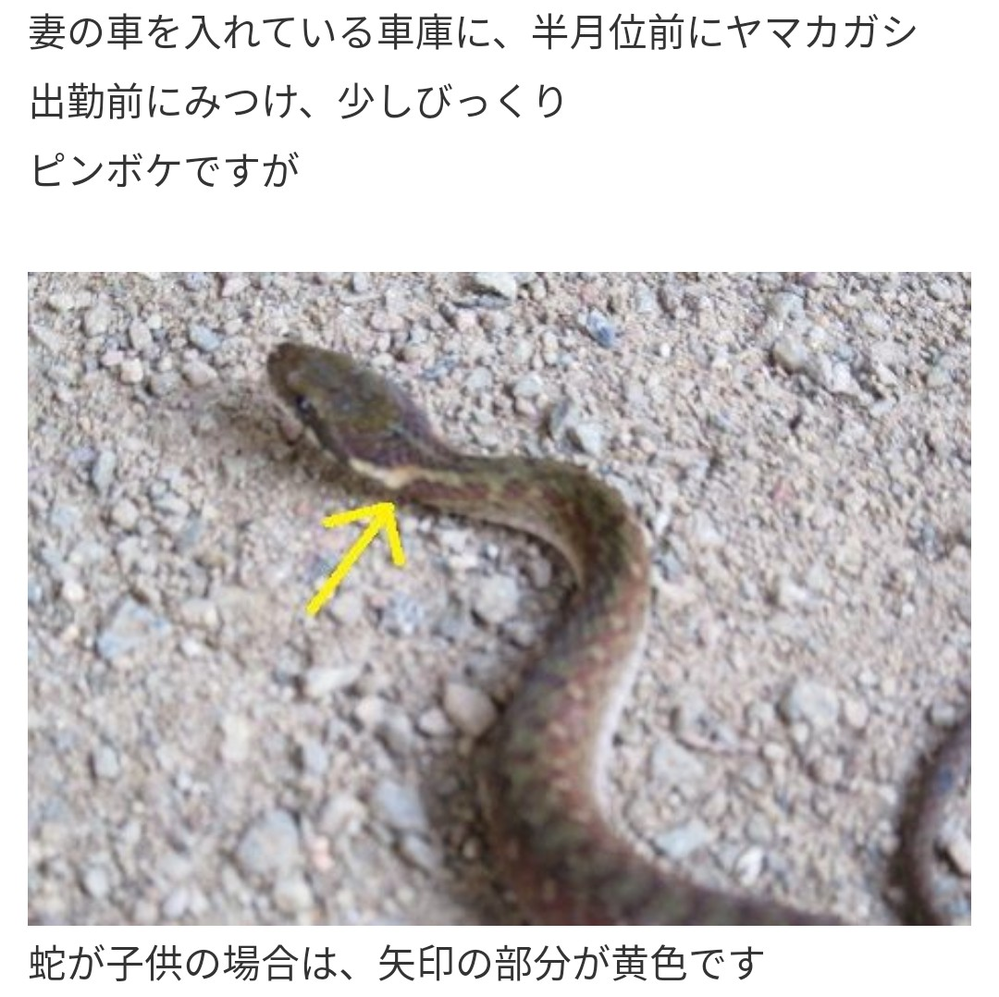爬虫類 両生類 解決済みの質問 Yahoo 知恵袋