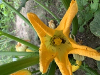 ズッキーニ栽培
 黄色のズッキーニの花の中に
大量のアリがいます。
 大丈夫なんでしょうか？
緑色のズッキーニもありますが、
黄色い方がひと回り、小さいのも、
気になります。 
