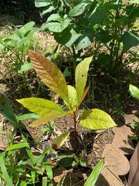 この植物はなんですか 若干茎が赤いです Yahoo 知恵袋