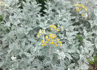 この植物は何ですか ニガヨモギかなぁ と思っていますが 花のつき方が違う Yahoo 知恵袋