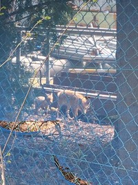 キツネって 飼えるものなのですか たとえば野生のキツネを禁猟 Yahoo 知恵袋