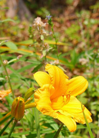 植物です この黄色のお花はヒメキスゲでしょうか 教えてください Yahoo 知恵袋