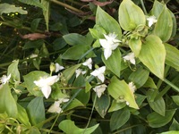 露草の花びらの色が薄い花がありました この薄さの原因は咲いたばかりだからです Yahoo 知恵袋