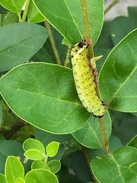 キアゲハの成虫の寿命はどれくらいなのでしょうか 現在 キアゲハを数匹 Yahoo 知恵袋