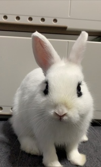 最近うさぎの左目が飛び出てるように感じるのですが きのせいでし Yahoo 知恵袋