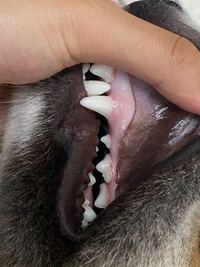 犬の舌と歯茎の色についてです チワワ六歳を飼っていますが 歯茎が白い 下も真っ Yahoo 知恵袋