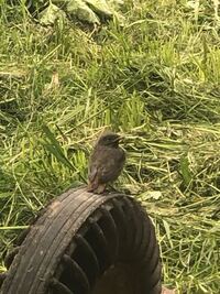 鳥のヒナ なんの鳥でしょうか また 道路でぴょんぴょん跳ねていたので Yahoo 知恵袋