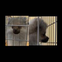 親が犬をフラッシュ撮影してました 動物をフラッシュ撮影すると失明する危 Yahoo 知恵袋