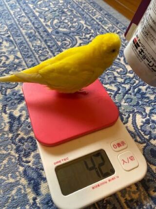 セキセイインコが42ｇっていうのはどうなんでしょうか 太 Yahoo 知恵袋