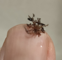 キジハタを捌いたら皮膚表面にこのような寄生虫が大量にいたのですが、この寄生虫の名前が分かる方いらっしゃいませんか？ 