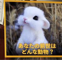 Snowの前世診断のこの動物ってなんていう名前ですか シマリスドワ Yahoo 知恵袋