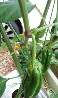 ピーマンが細長くなる原因を全て教えて下さい 草勢もよく立派何ですが実が細長い Yahoo 知恵袋