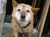 函館で迷い犬を保護しています 1月25日の夕方5時ごろ函館市湯川町 Yahoo 知恵袋