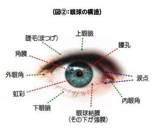 内眼角 目頭の内側の肉 がぷくっと腫れていて痒みがあるのですが これは Yahoo 知恵袋