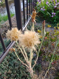 大きなタンポポのような植物が生えているのですが、これは何