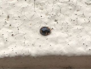 このてんとう虫は何の種類ですか ナミテントウと体の大きさ Yahoo 知恵袋