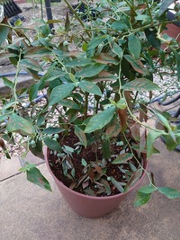 2年目のブルーベリーで樹高５ ６０ｃｍになりました 花も散って実が沢山ついてき Yahoo 知恵袋