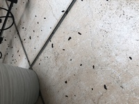 ベランダに黒い糞のようなものが散乱してました ベランダで Yahoo 知恵袋