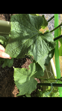 大きいプランターできゅうり2本とゴーヤとバジルを育てています Yahoo 知恵袋