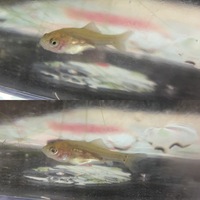 ちょっと見え辛いかもしれませんがこちらの稚魚はなんの魚の稚魚でしょうか Yahoo 知恵袋