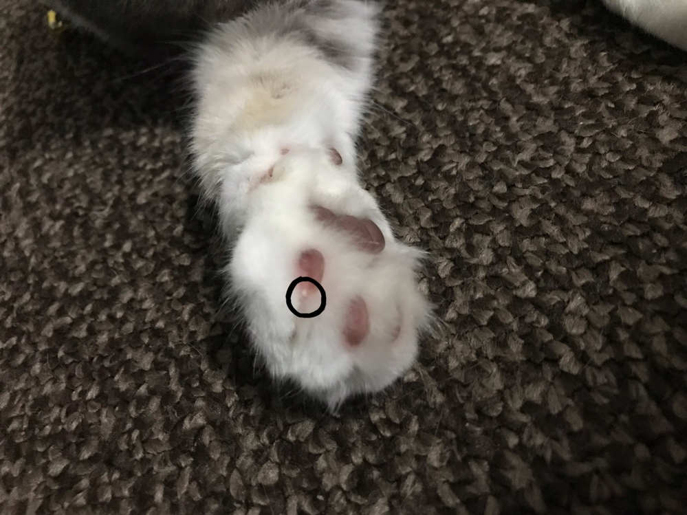猫の肉球に少し前から白いできもの？があります。人間で言うニキビ 