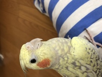 生後２ヶ月のオカメインコの性別http Www Youtub Yahoo 知恵袋