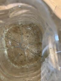 水槽でグリーンウォーターをつくっています 底にたまったメダカやタニシ の糞も緑 Yahoo 知恵袋