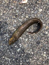 ウツボを釣りたいのですが漁港か磯場だったら どっちの方がいいのですか Yahoo 知恵袋