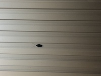 マンションの壁によくこういう虫がいるのですが ゴキブリではない Yahoo 知恵袋