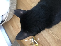 猫の目やにの取り方 カチカチの黒い塊の目やにが よく目のふちに付いてま Yahoo 知恵袋