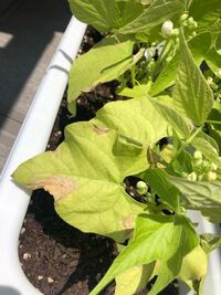 プランター菜園を始めました 最近大量の小さな羽虫が発生しています いろ Yahoo 知恵袋