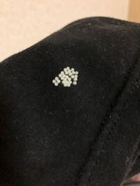 土の上に大量の白いつぶつぶが発生しました これは何でしょうか 虫の卵 それ Yahoo 知恵袋