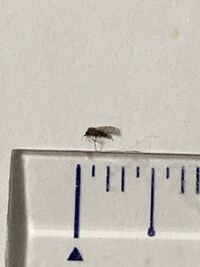 最近この虫が家で大量発生してますが何か分かりますか 約2mmです ブヨですか 何 教えて 住まいの先生 Yahoo 不動産