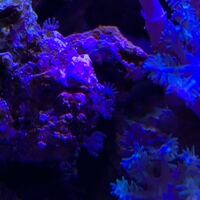 ライブロック無しで海水魚は飼うことができるのでしょうか 現在60ｃｍ水槽に Yahoo 知恵袋