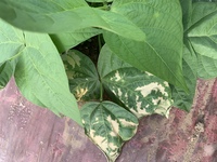 家庭菜園のいんげん豆の葉の調子が良くありません。
病気でしょうか？暑さにやられたのでしょうか？ 