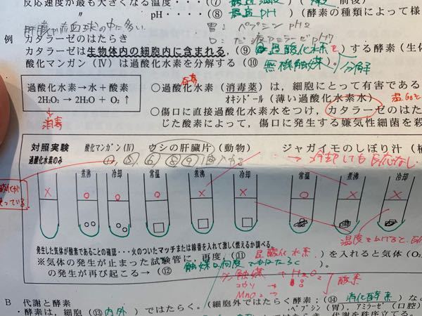 酵素のカタラーゼが過酸化水素水を分解する実験で 煮沸や冷却で反応しな Yahoo 知恵袋