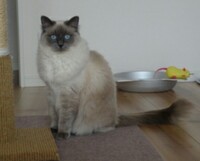 質問です 表現の自由の対義語は表現の不自由って言うんですか もし Yahoo 知恵袋