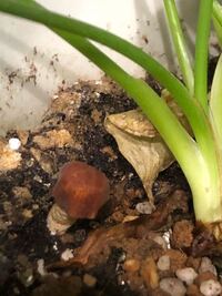 室内で育てている観葉植物の鉢から きのこらしきものが生えてきました Yahoo 知恵袋