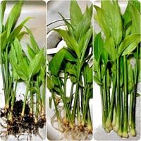 斑入り茗荷を植えている場所に 緑の葉の茗荷が生えてきたので撤去しました Yahoo 知恵袋