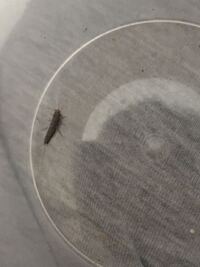 これはなんという名前の虫でしょうか 羽つきで 胴体が長い蟻のようにみえ Yahoo 知恵袋