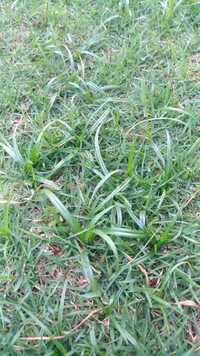 画像の雑草の種類を教えて下さい 4月に自宅の庭に天然芝を敷いた Yahoo 知恵袋