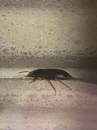 この虫はなんでしょうか シャッターと網戸の間で休んで います Yahoo 知恵袋