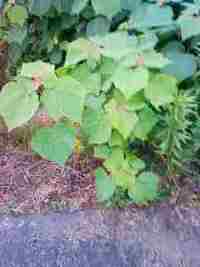 ガンダム00 何故 Msに花の名前なの ぶっちゃけてし Yahoo 知恵袋